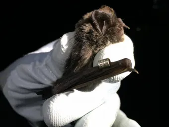 Close up of a white-gloved hand holding a barbastelle bat